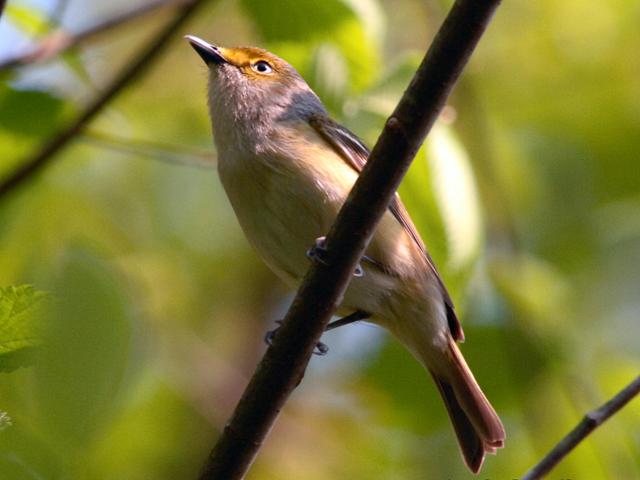 white eyed vireo