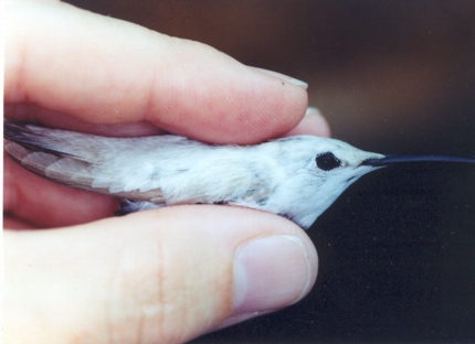 Ruby-throated Hummingbird