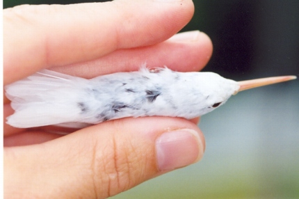 albino Ruby-throated Hummingbird