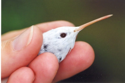 albino Ruby-throated Hummingbird