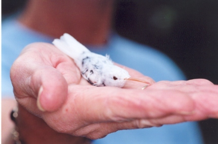 albino Ruby-throated Hummingbird