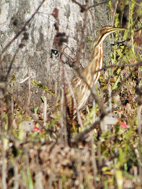 American Bittern