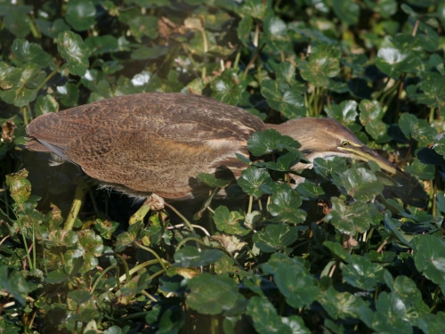 American Bittern