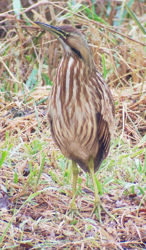 American Bittern