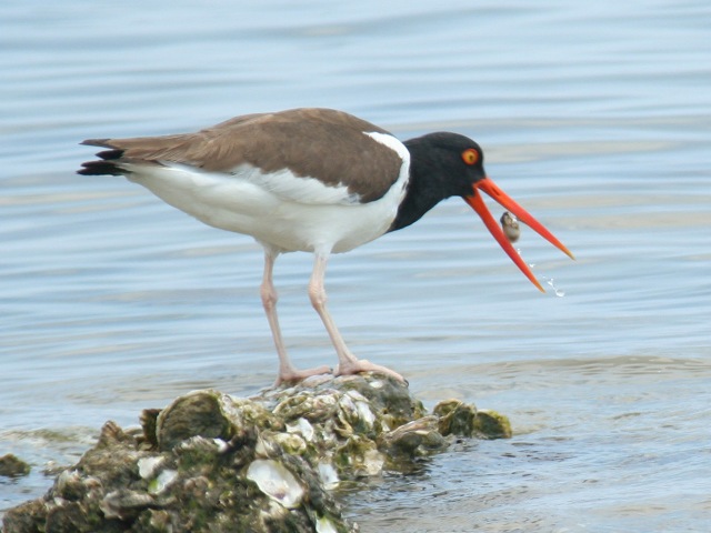 American Oystercatcher