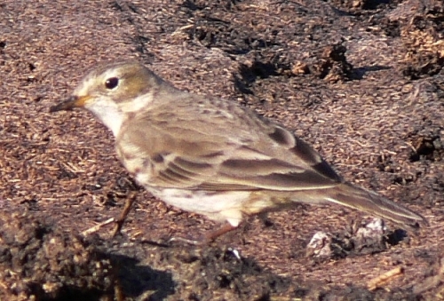 American Pipit