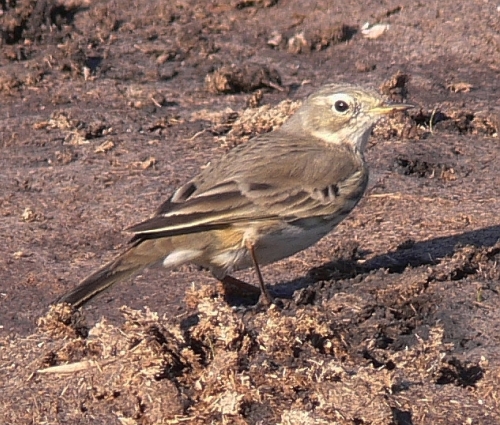 American Pipit