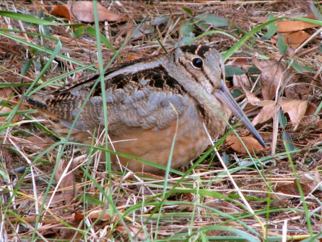 American Woodcock