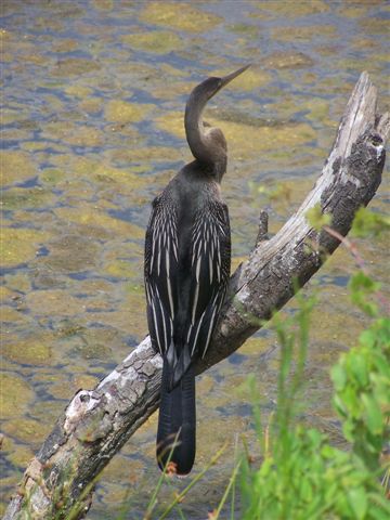 Anhinga