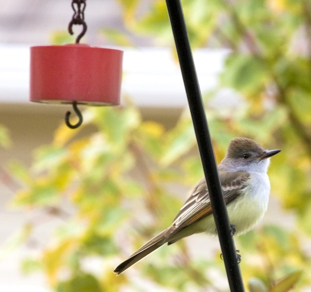 Ash-throated Flycatcher