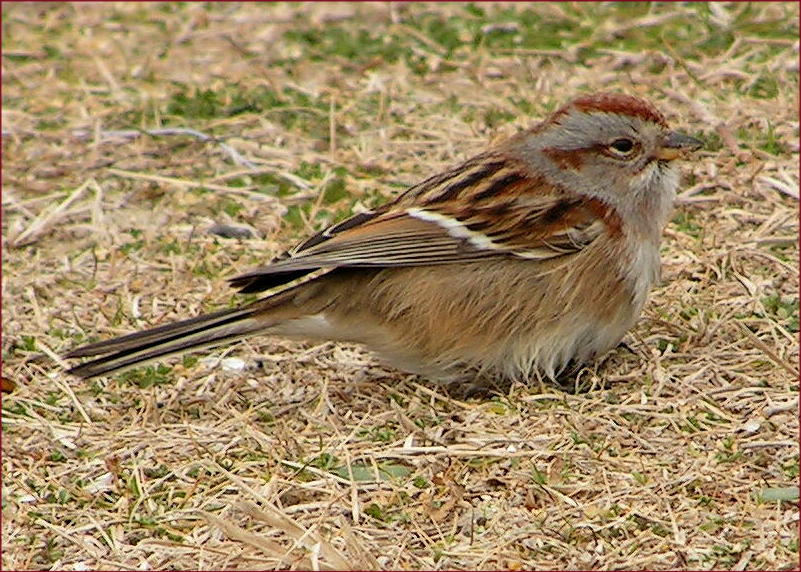 American Tree Sparrow