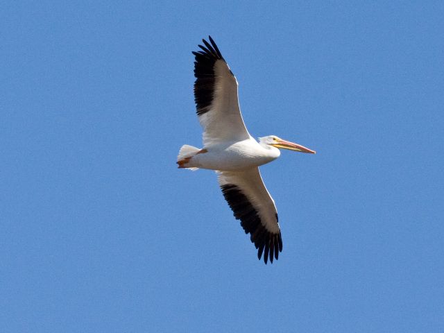 American White Pelican