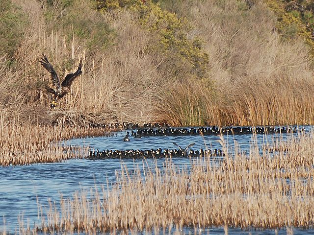 eagle arises with coot