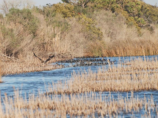 eagle catching coot