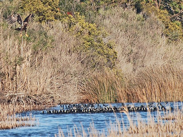 clustered coots under eagle