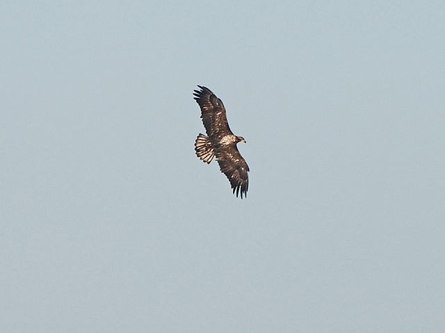 juvenile Bald Eagle