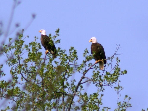 Bald Eagle