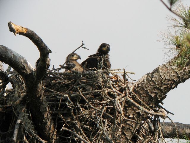 Bald Eagles