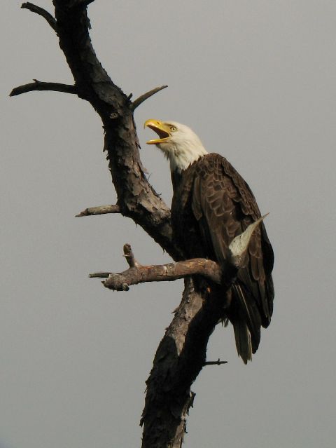 Bald Eagles