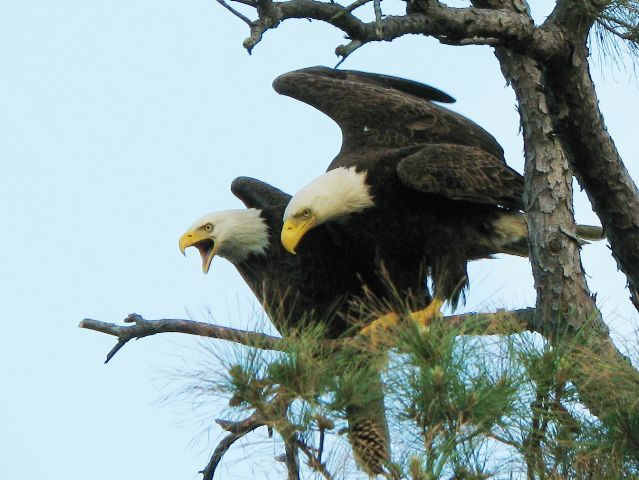 Bald Eagles