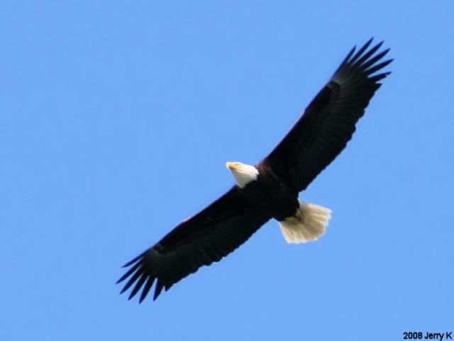 Bald Eagle