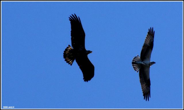 Bald Eagle and Osprey