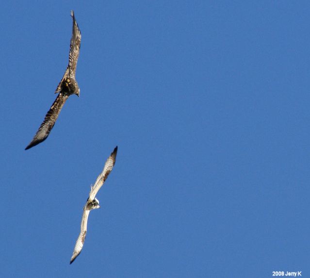 Bald Eagle and Osprey