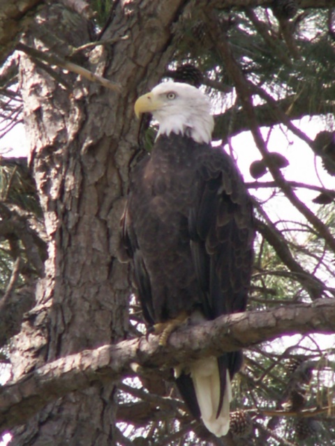 Bald Eagle