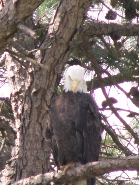Bald Eagle