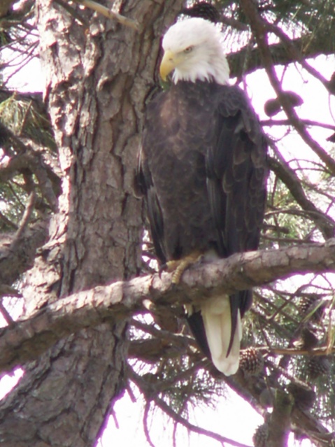 Bald Eagle