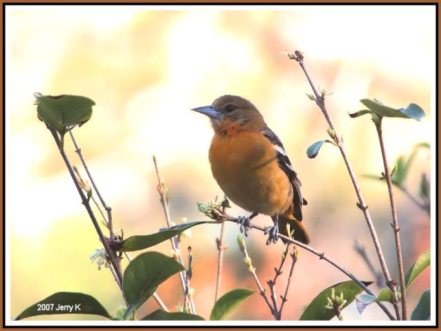 Baltimore Oriole