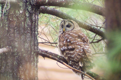 Barred Owl