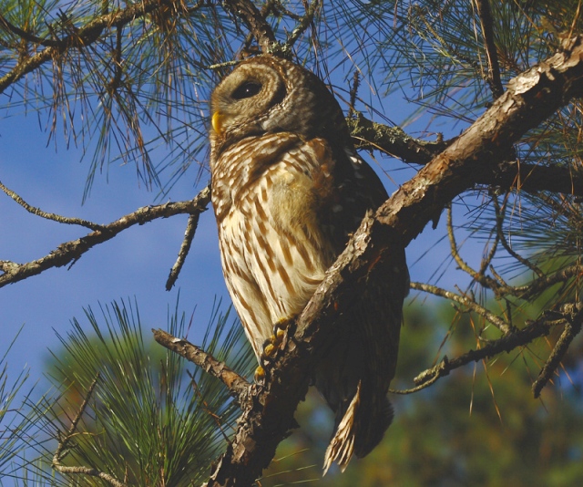 Barred Owl