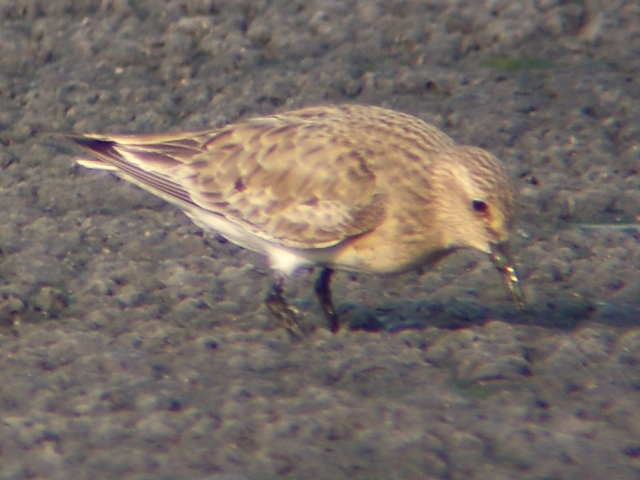 Baird's Sandpiper