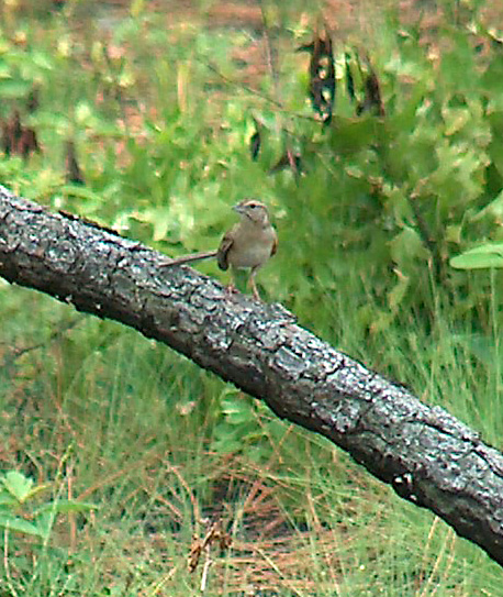 Bachman's Sparrow