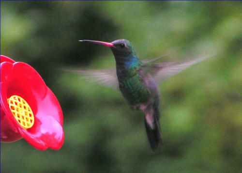Broad-billed Hummingbird