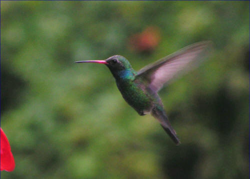 Broad-billed Hummingbird