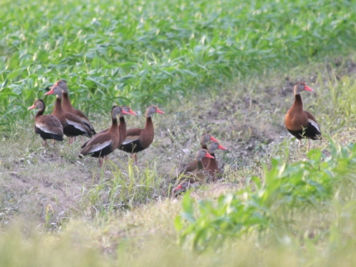 Black-bellied Whistling-Ducks