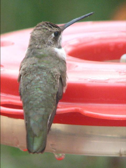 Black-chinned Hummingbird