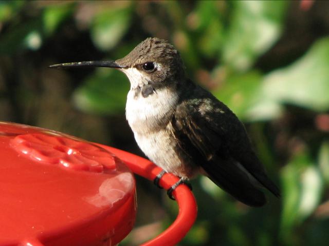 Black-chinned Hummingbird