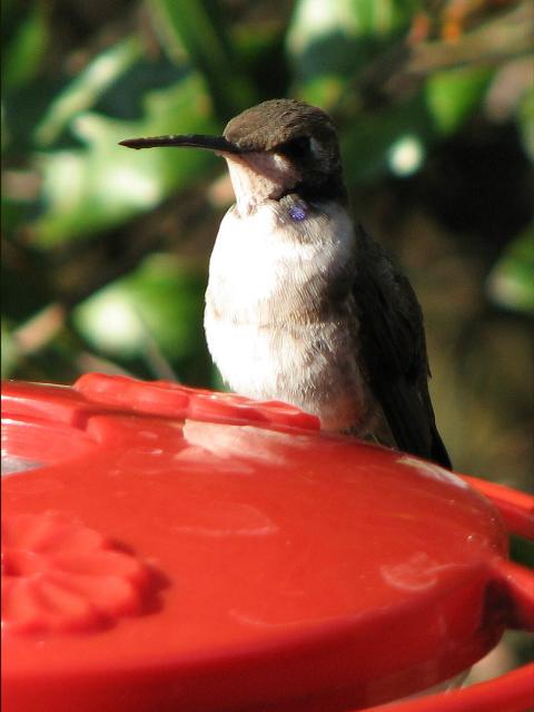 Black-chinned Hummingbird