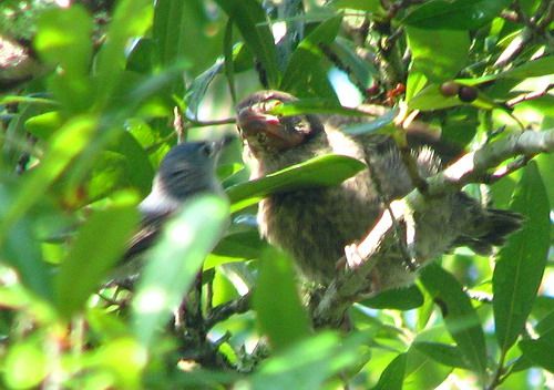 Blue-gray Gnatcatcher, Brown-headed Cowbird