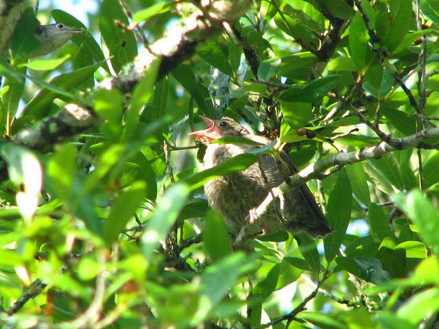 Blue-gray Gnatcatcher, Brown-headed Cowbird