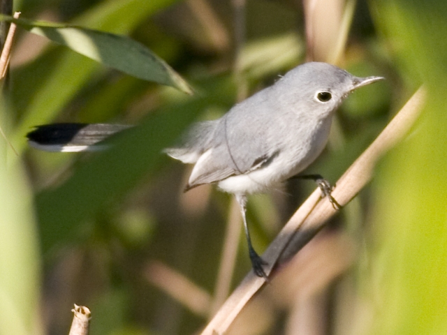 Blue-gray Gnatcatcher
