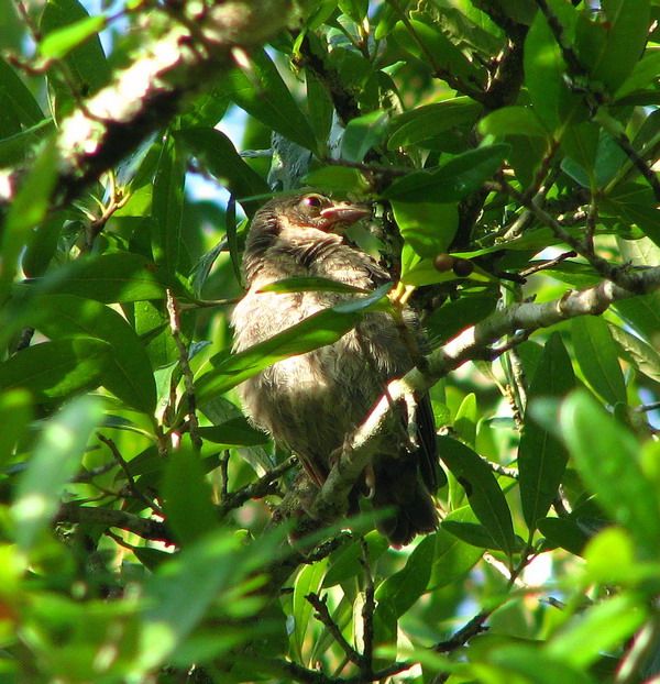 Blue-gray Gnatcatcher, Brown-headed Cowbird