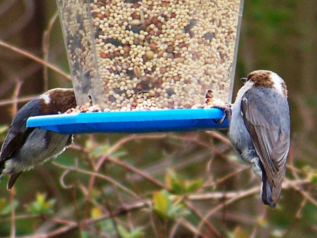 Brown-headed Nuthatch