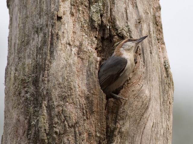 Brown-headed Nuthatch