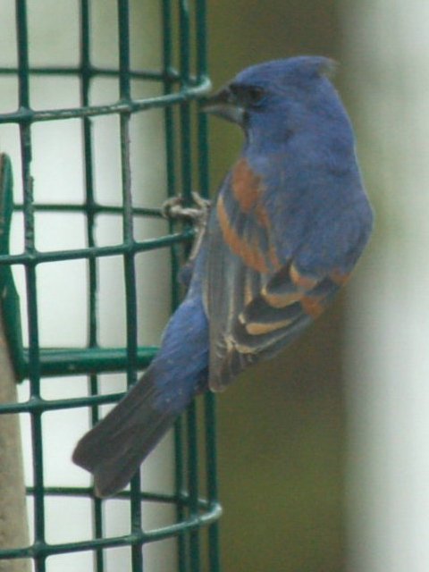 Blue Grosbeak