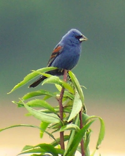 Blue Grosbeak