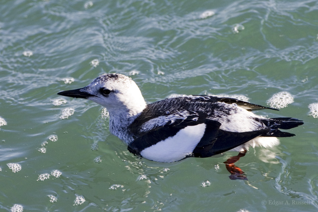 Black Guillemot